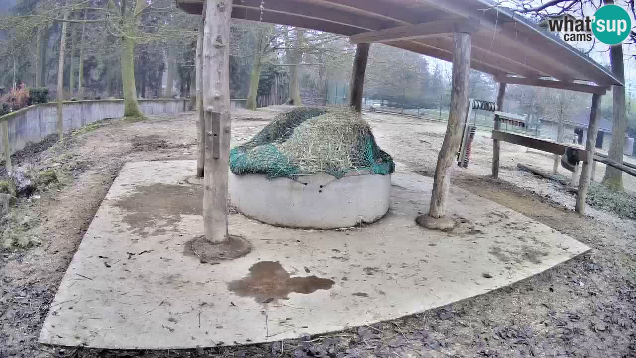 Web kamera uživo Zebras u ZOO Ljubljana – Slovenija