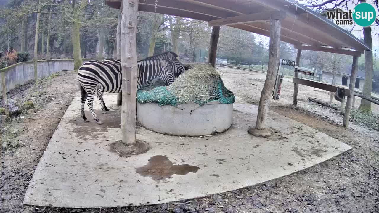 Live webcam Zebras in Ljubljana ZOO – Slovenia