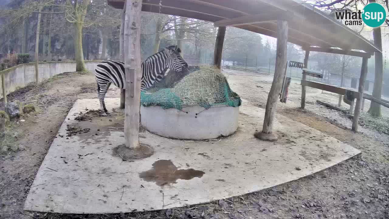 Live Webcam Zebras in Ljubljana ZOO – Slowenien