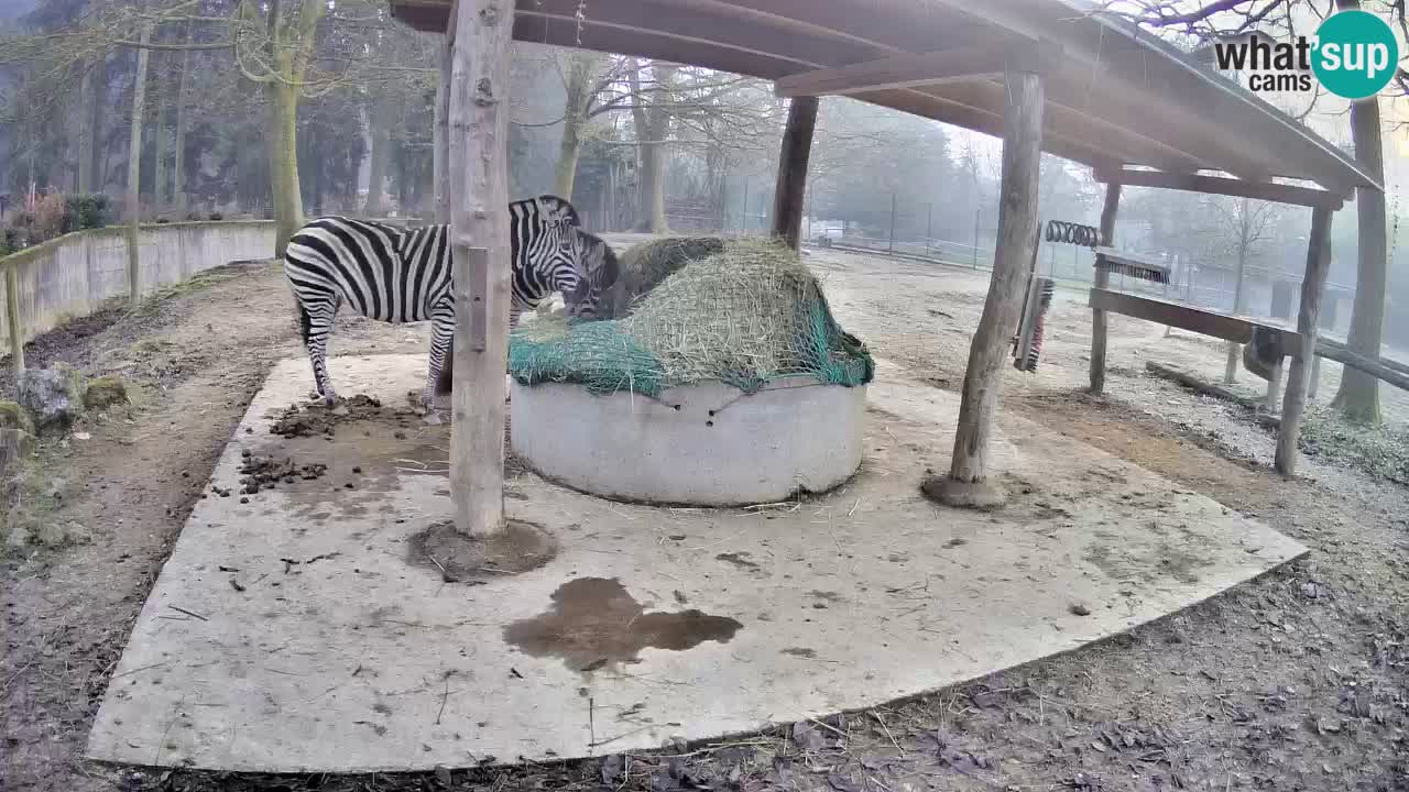 Web kamera uživo Zebras u ZOO Ljubljana – Slovenija