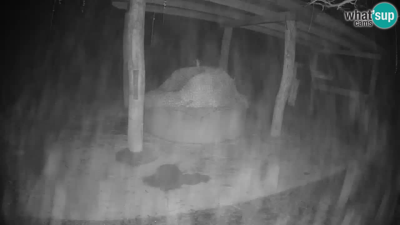 Live Webcam Zebras in Ljubljana ZOO – Slowenien