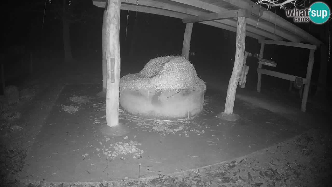 Zebre v živo v živalskem vrtu Ljubljana ZOO spletne kamere