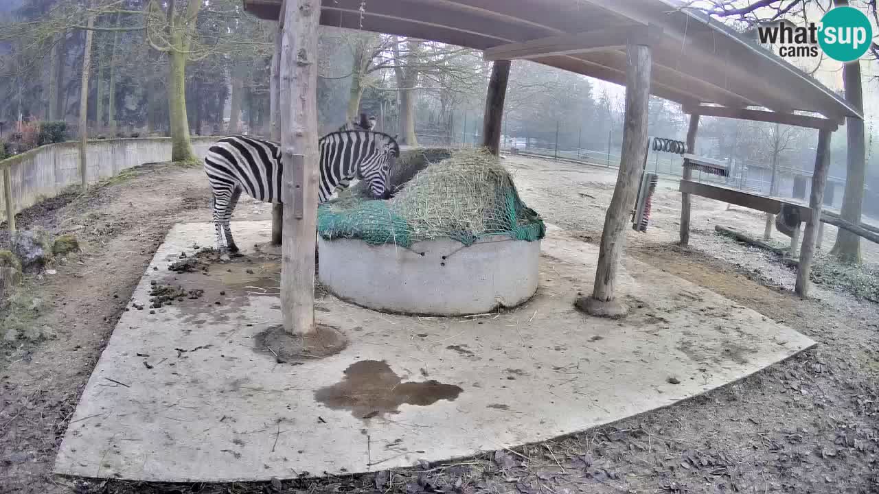 Web kamera uživo Zebras u ZOO Ljubljana – Slovenija