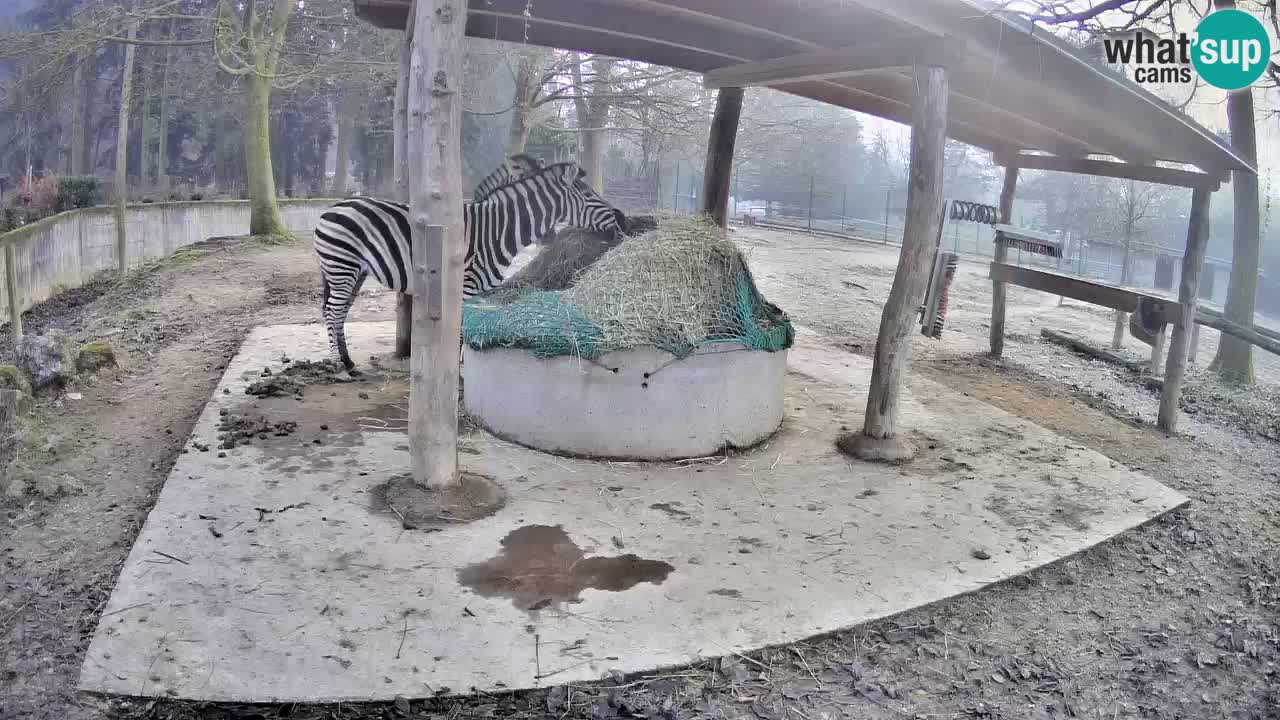 Web kamera uživo Zebras u ZOO Ljubljana – Slovenija