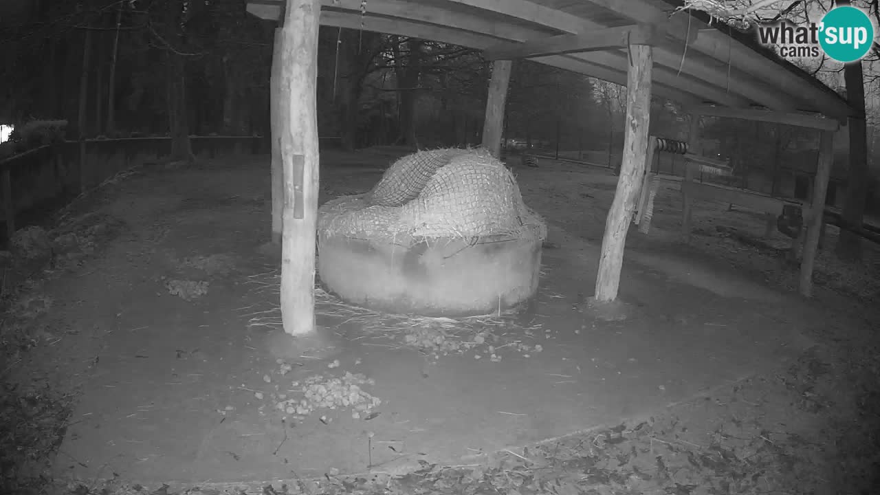 Live webcam Zebras in Ljubljana ZOO – Slovenia