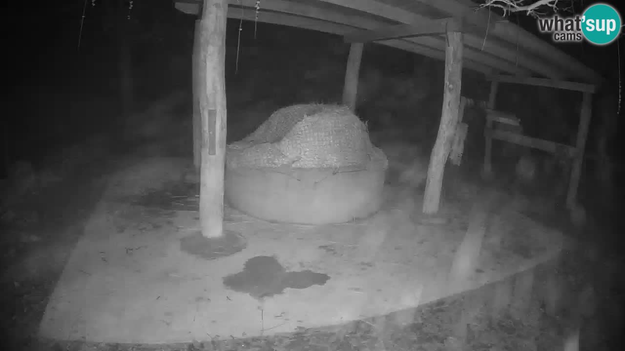 Web kamera uživo Zebras u ZOO Ljubljana – Slovenija