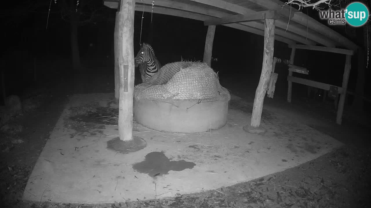 Live webcam Les zèbres in Ljubljana ZOO – Slovénie