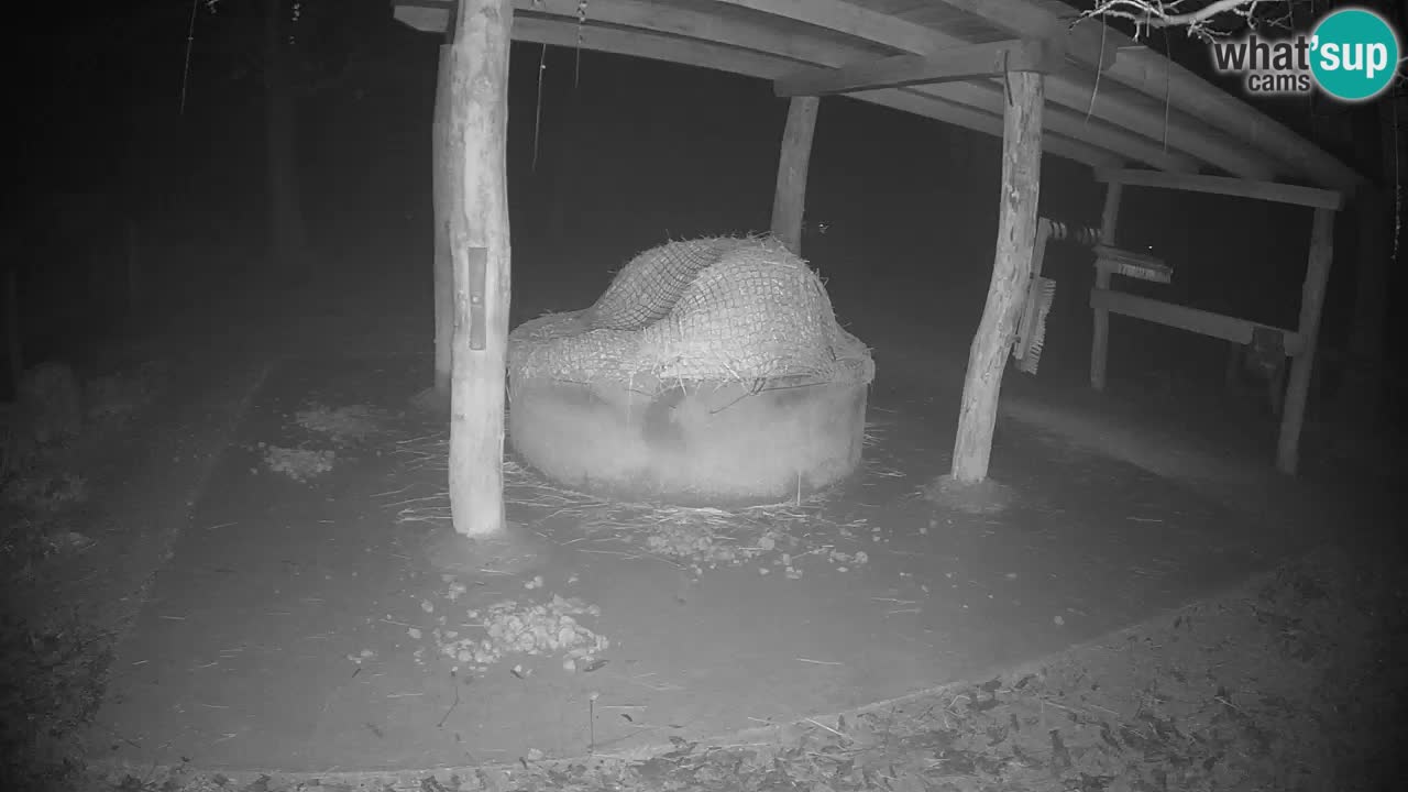 Live webcam Zebras in Ljubljana ZOO – Slovenia