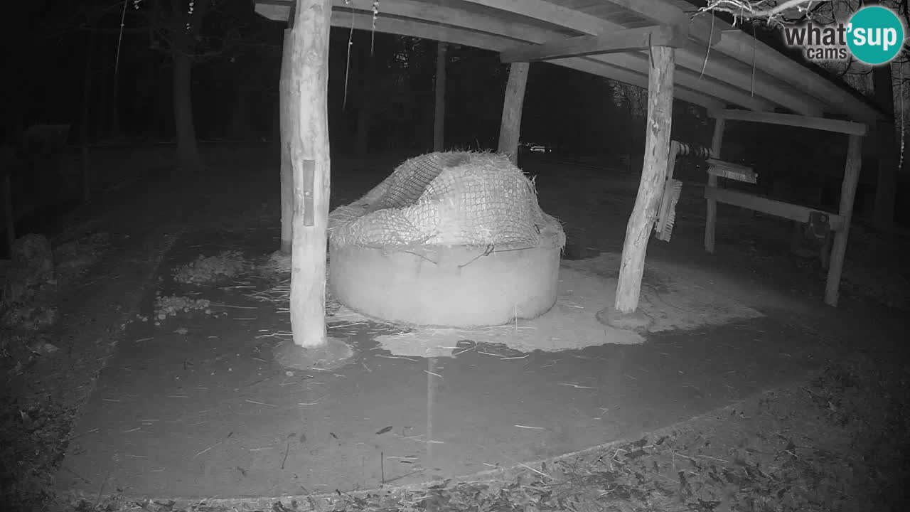 Live webcam Les zèbres in Ljubljana ZOO – Slovénie