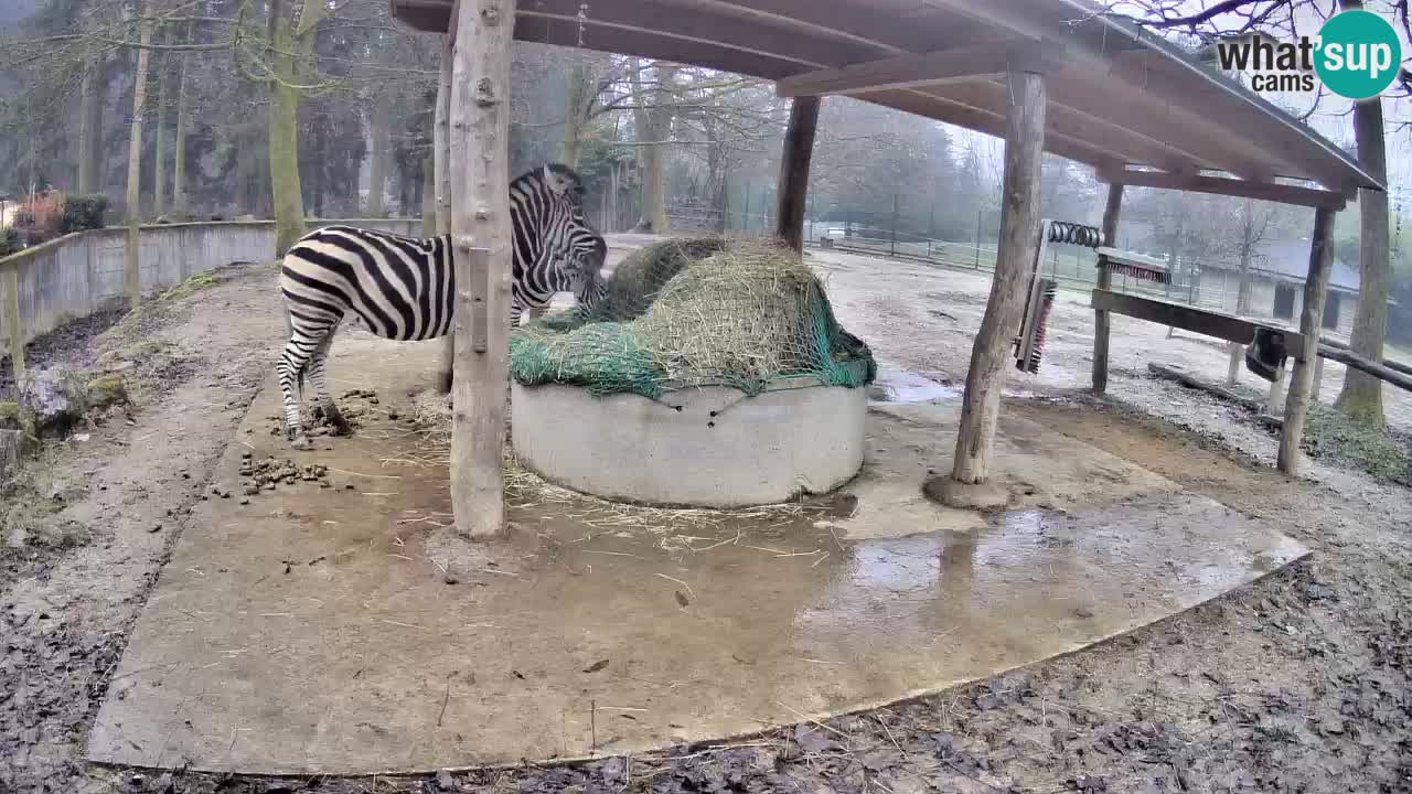 Zebre v živo v živalskem vrtu Ljubljana ZOO spletne kamere
