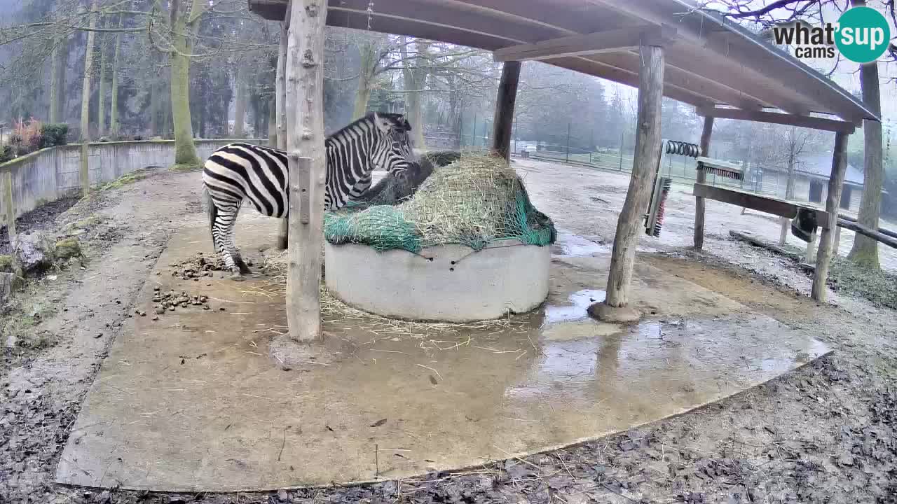 Web kamera uživo Zebras u ZOO Ljubljana – Slovenija