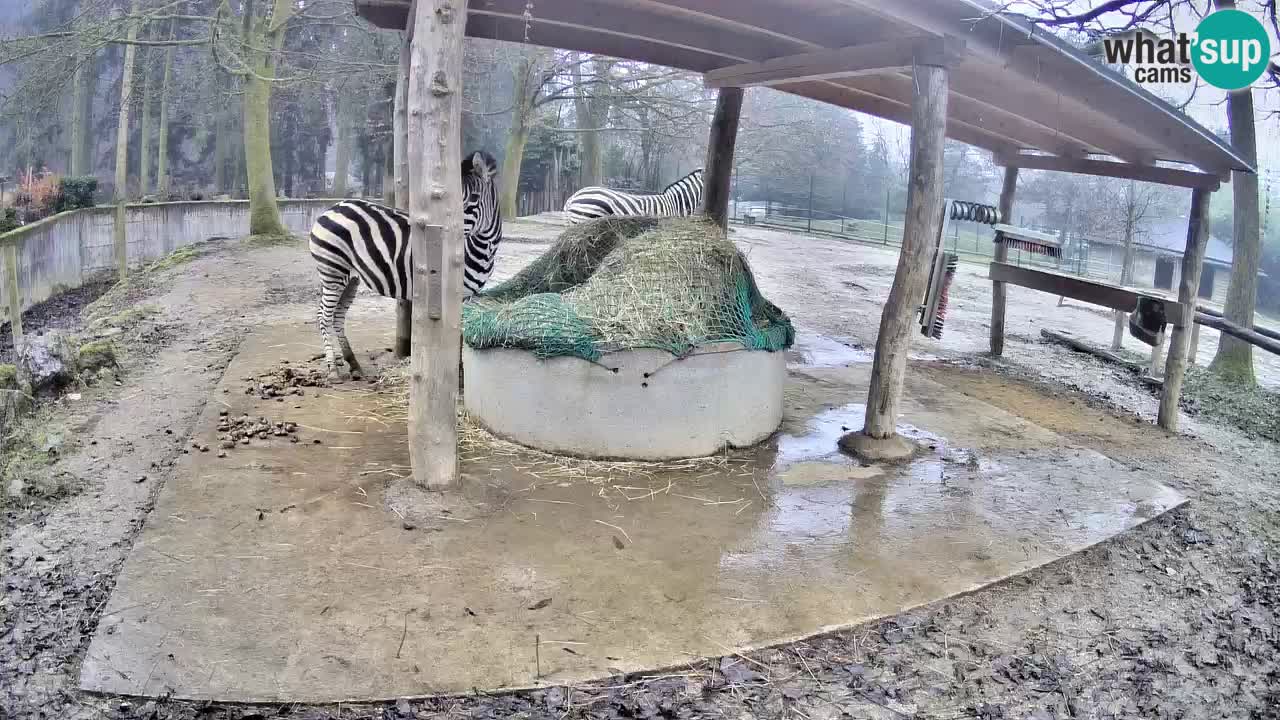 Web kamera uživo Zebras u ZOO Ljubljana – Slovenija