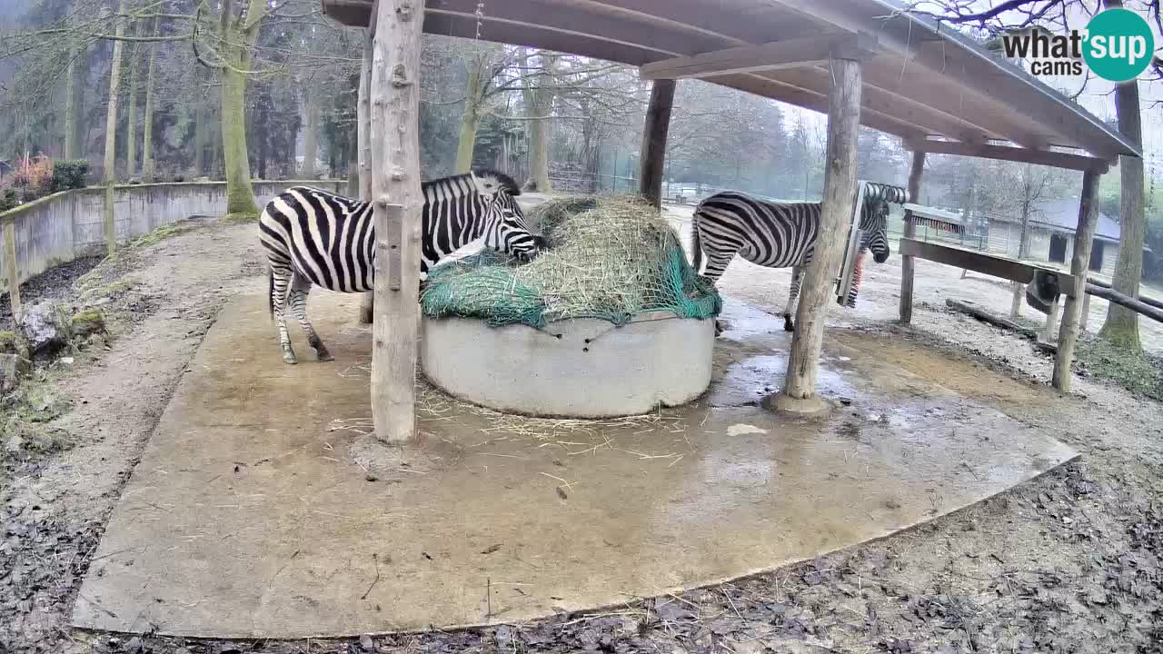 Web kamera uživo Zebras u ZOO Ljubljana – Slovenija