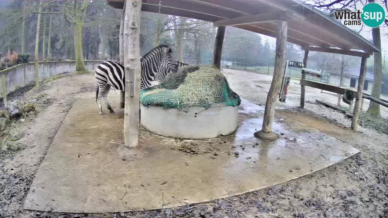 Zebre v živo v živalskem vrtu Ljubljana ZOO spletne kamere