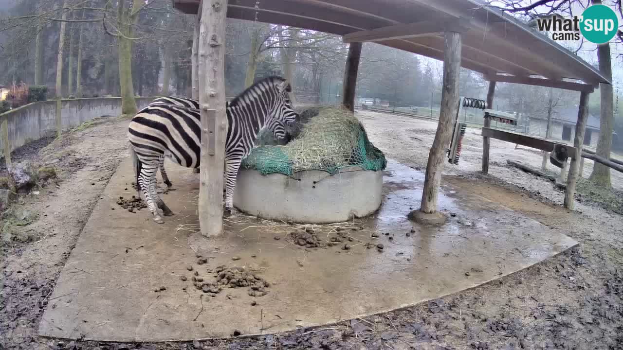 Live Webcam Zebras in Ljubljana ZOO – Slowenien