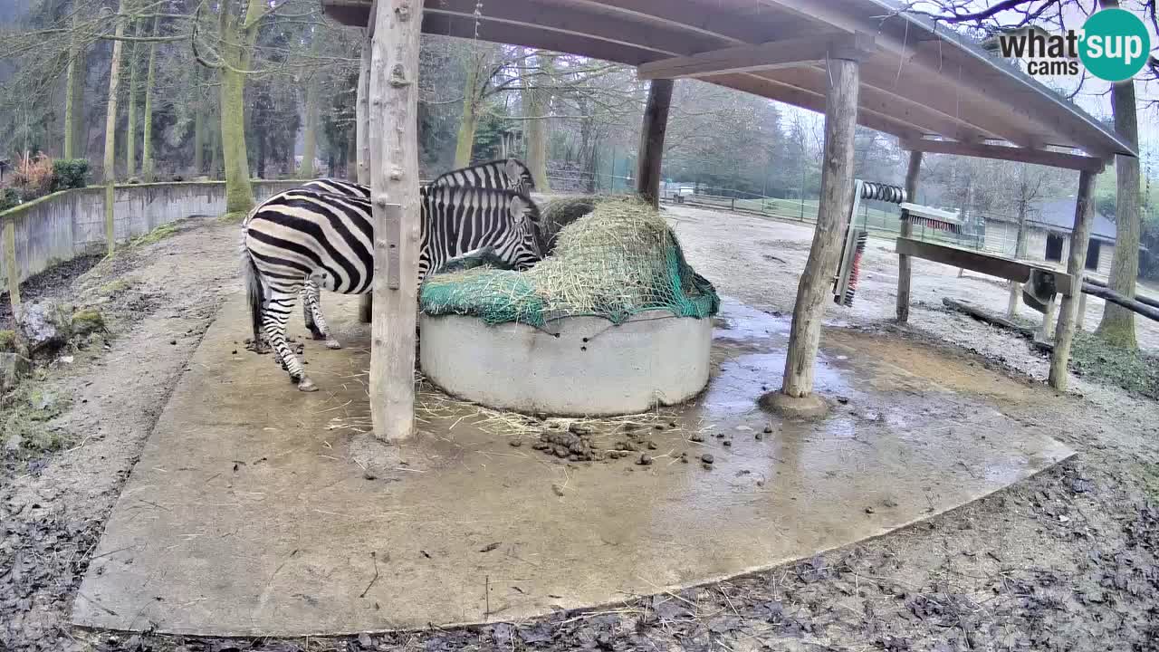 Live Webcam Zebras in Ljubljana ZOO – Slowenien