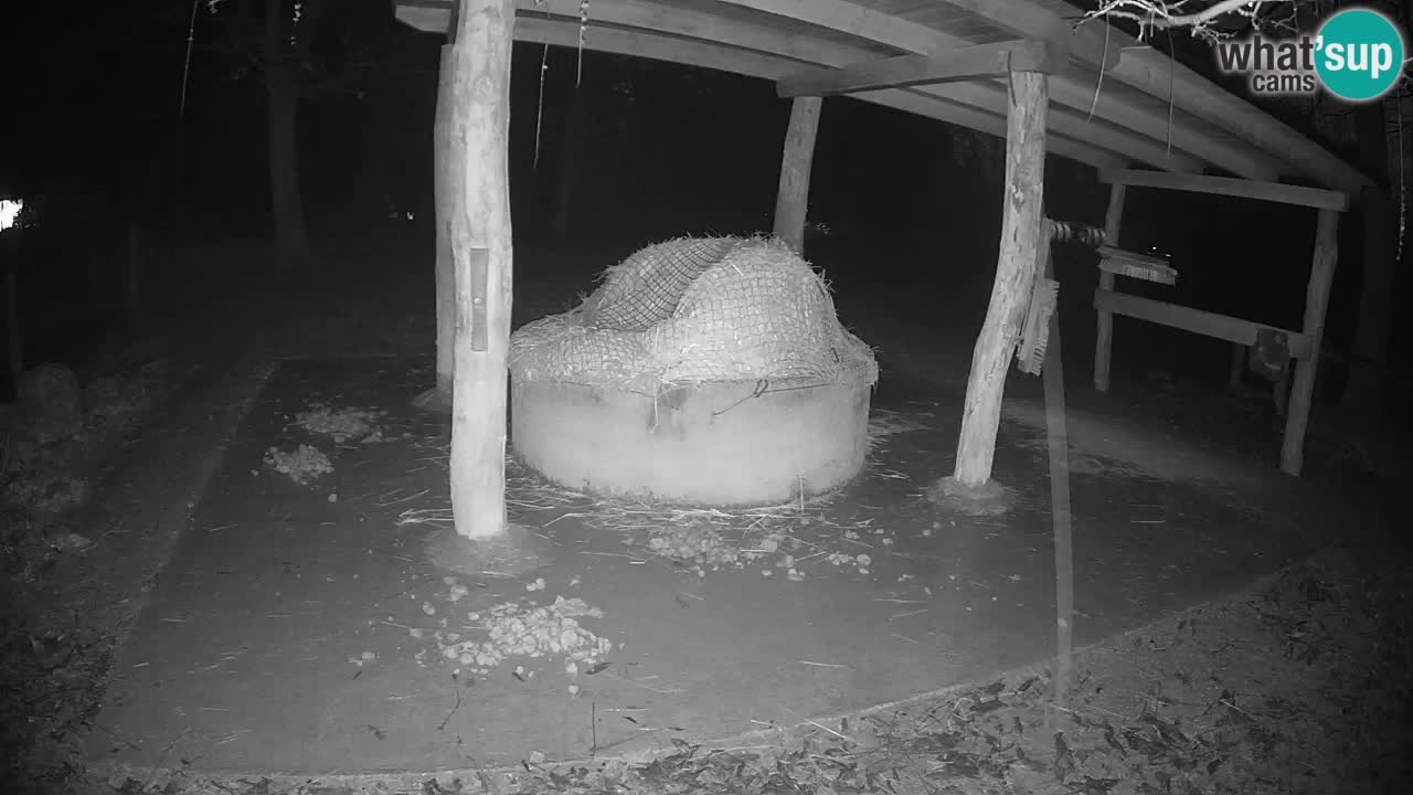 Live webcam Les zèbres in Ljubljana ZOO – Slovénie