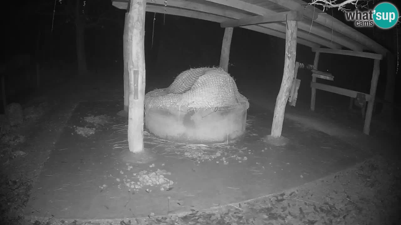 Live webcam Zebras in Ljubljana ZOO – Slovenia