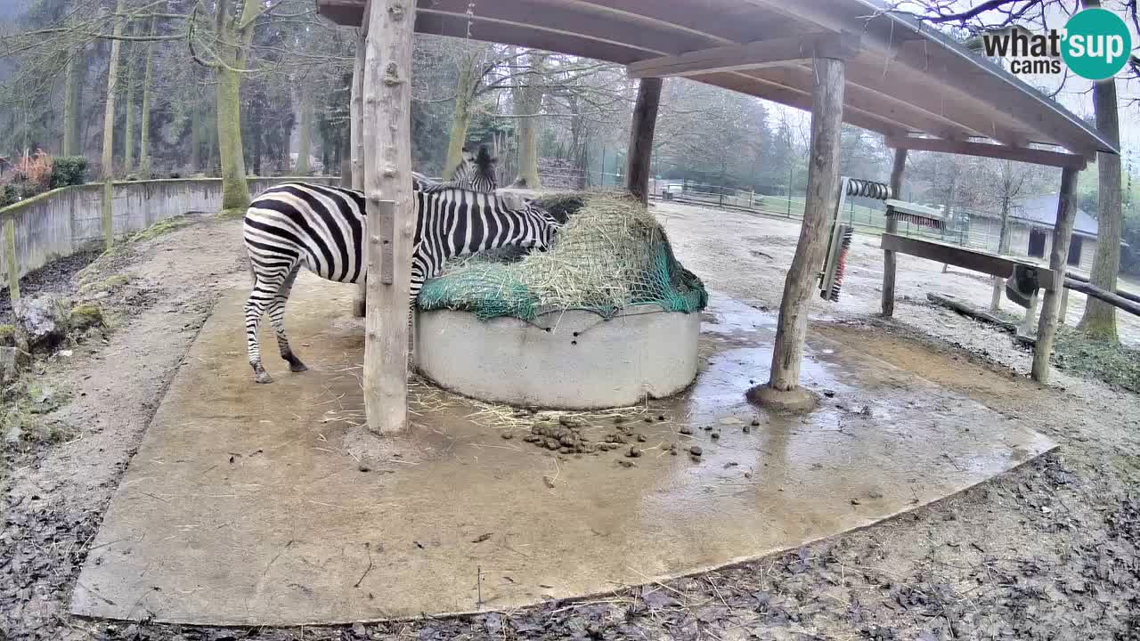 Le Zebre nello ZOO di Ljubljana – Slovenia Live webcam