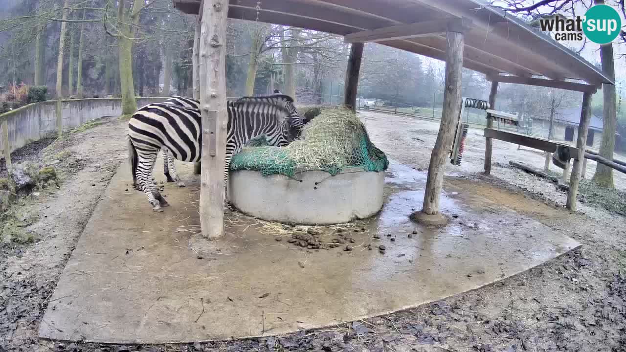 Le Zebre nello ZOO di Ljubljana – Slovenia Live webcam