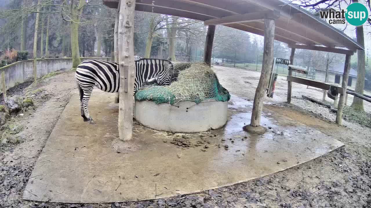 Web kamera uživo Zebras u ZOO Ljubljana – Slovenija