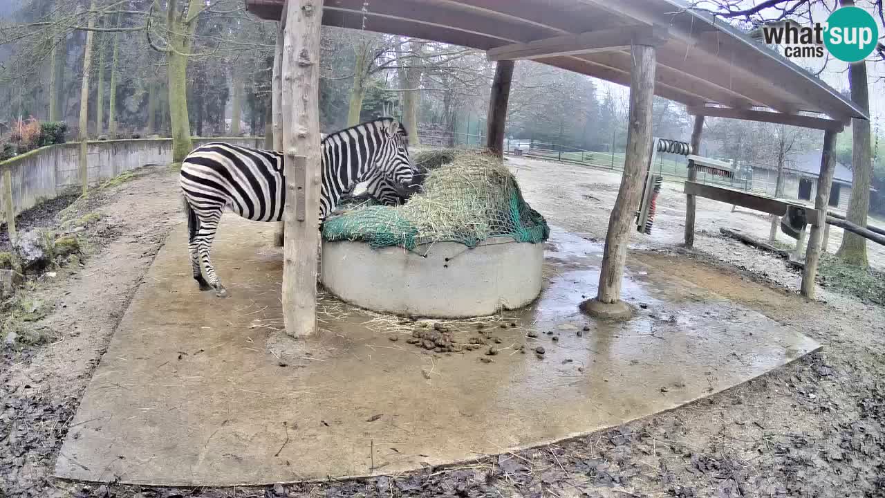 Le Zebre nello ZOO di Ljubljana – Slovenia Live webcam