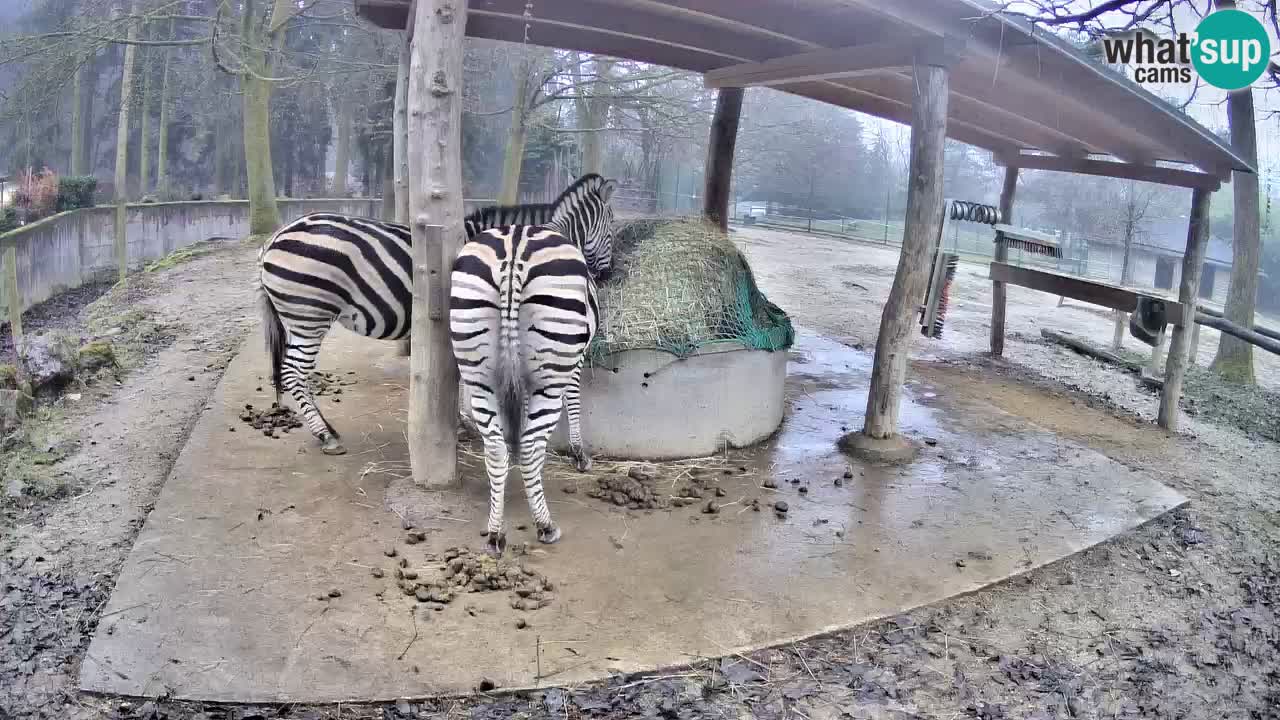 Live webcam Zebras in Ljubljana ZOO – Slovenia