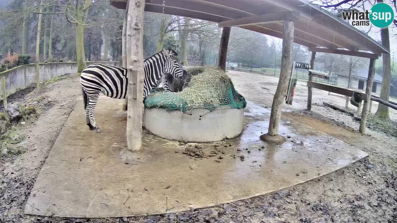 Live webcam Zebras in Ljubljana ZOO – Slovenia