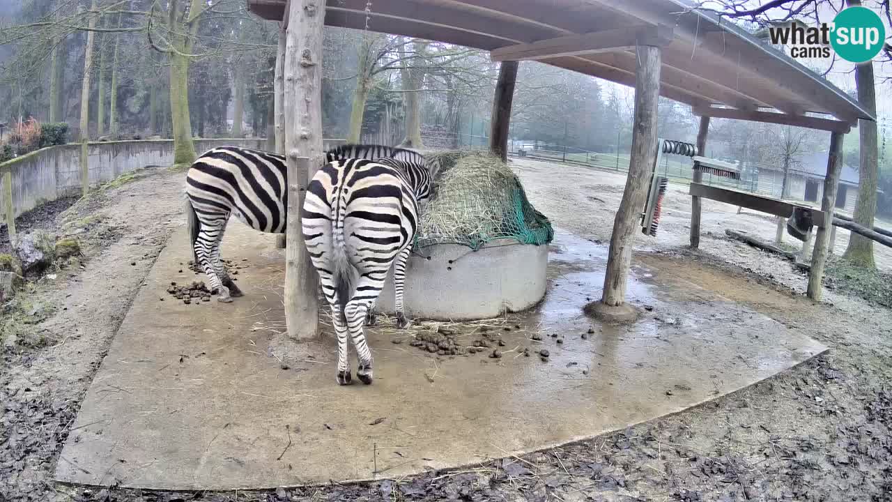 Web kamera uživo Zebras u ZOO Ljubljana – Slovenija