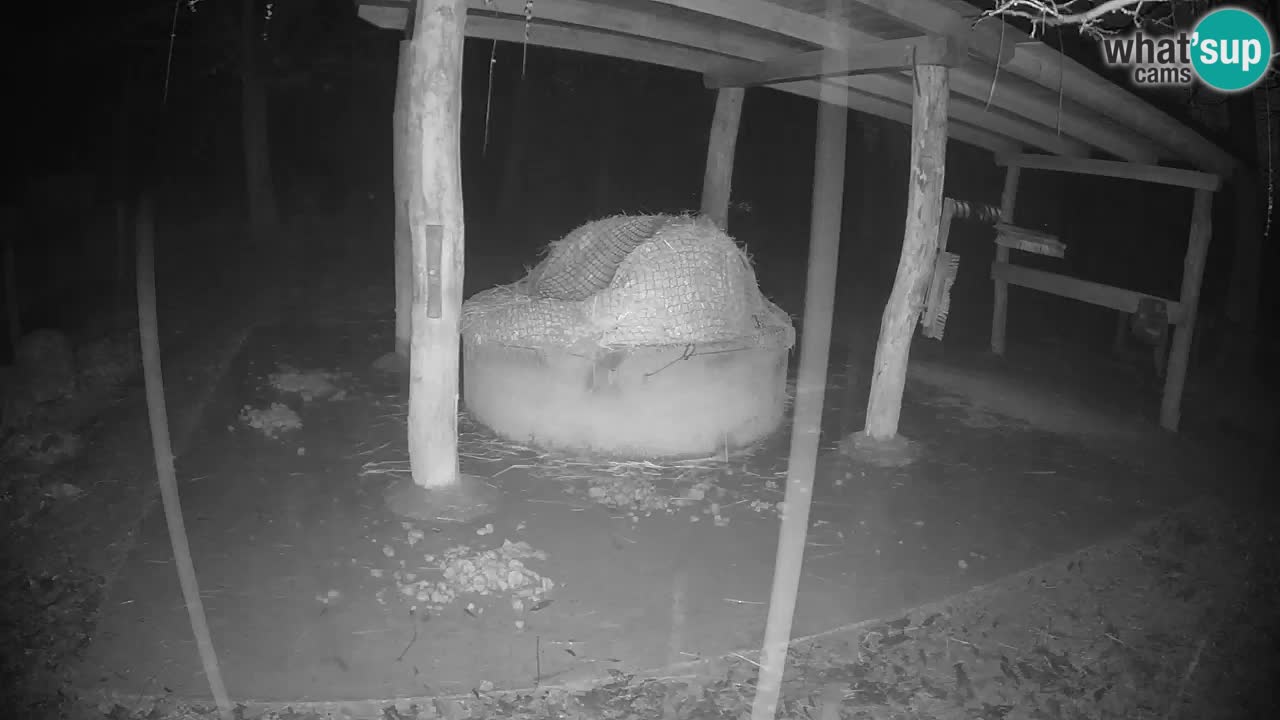 Live webcam Les zèbres in Ljubljana ZOO – Slovénie