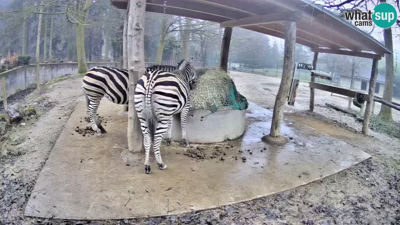 Web kamera uživo Zebras u ZOO Ljubljana – Slovenija