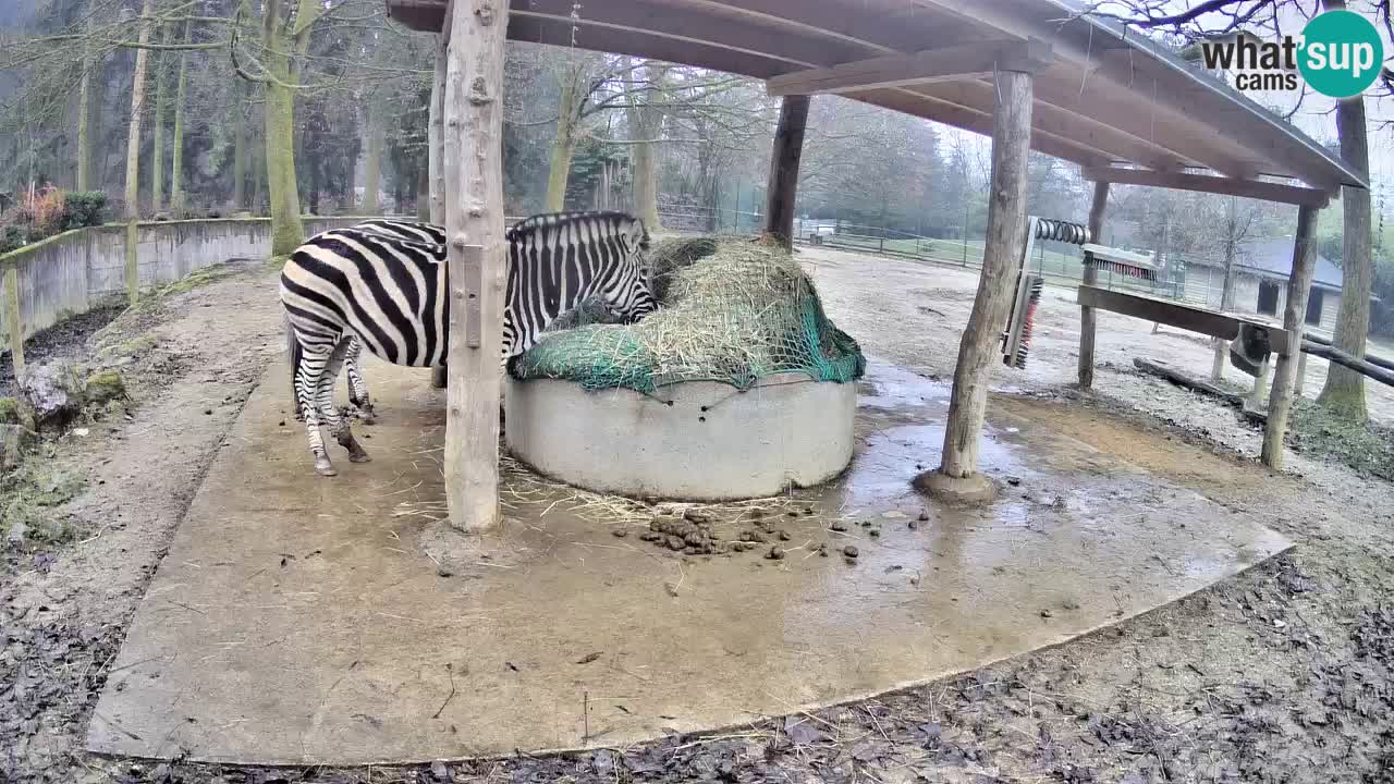 Camera en vivo Cebras in Ljubljana ZOO – Eslovenia