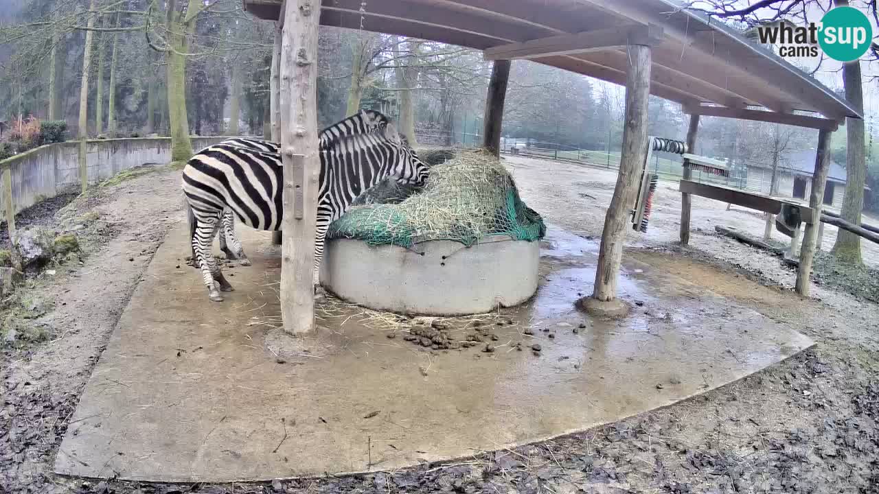 Live webcam Zebras in Ljubljana ZOO – Slovenia