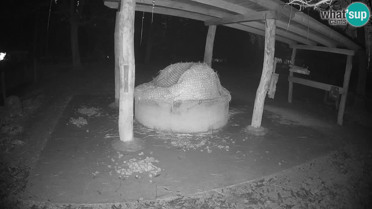 Live webcam Les zèbres in Ljubljana ZOO – Slovénie