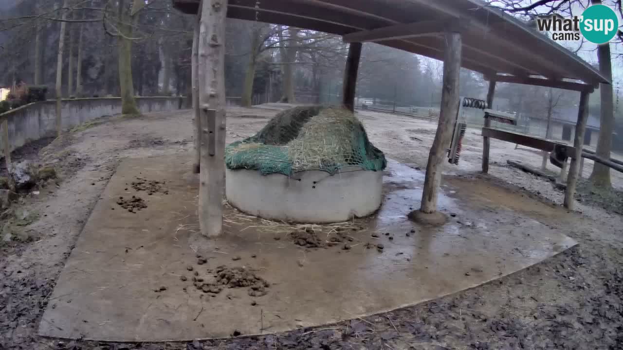 Camera en vivo Cebras in Ljubljana ZOO – Eslovenia