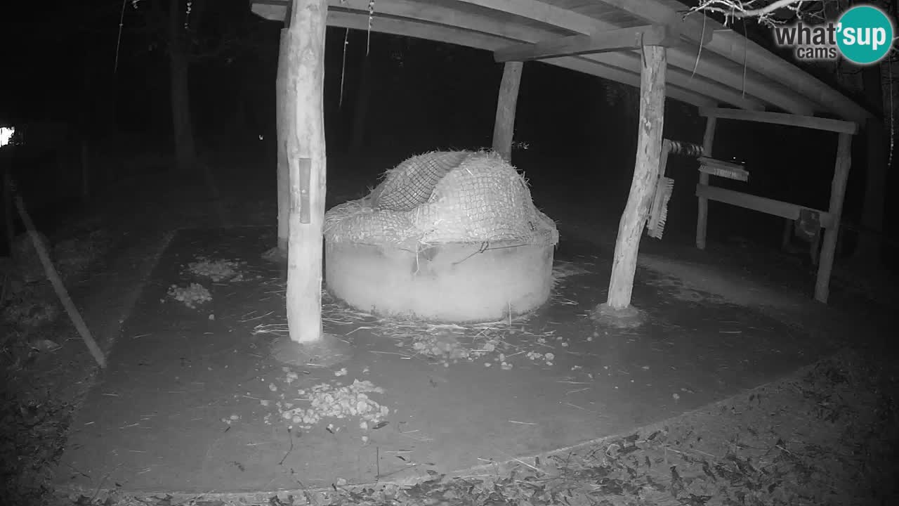 Live webcam Les zèbres in Ljubljana ZOO – Slovénie