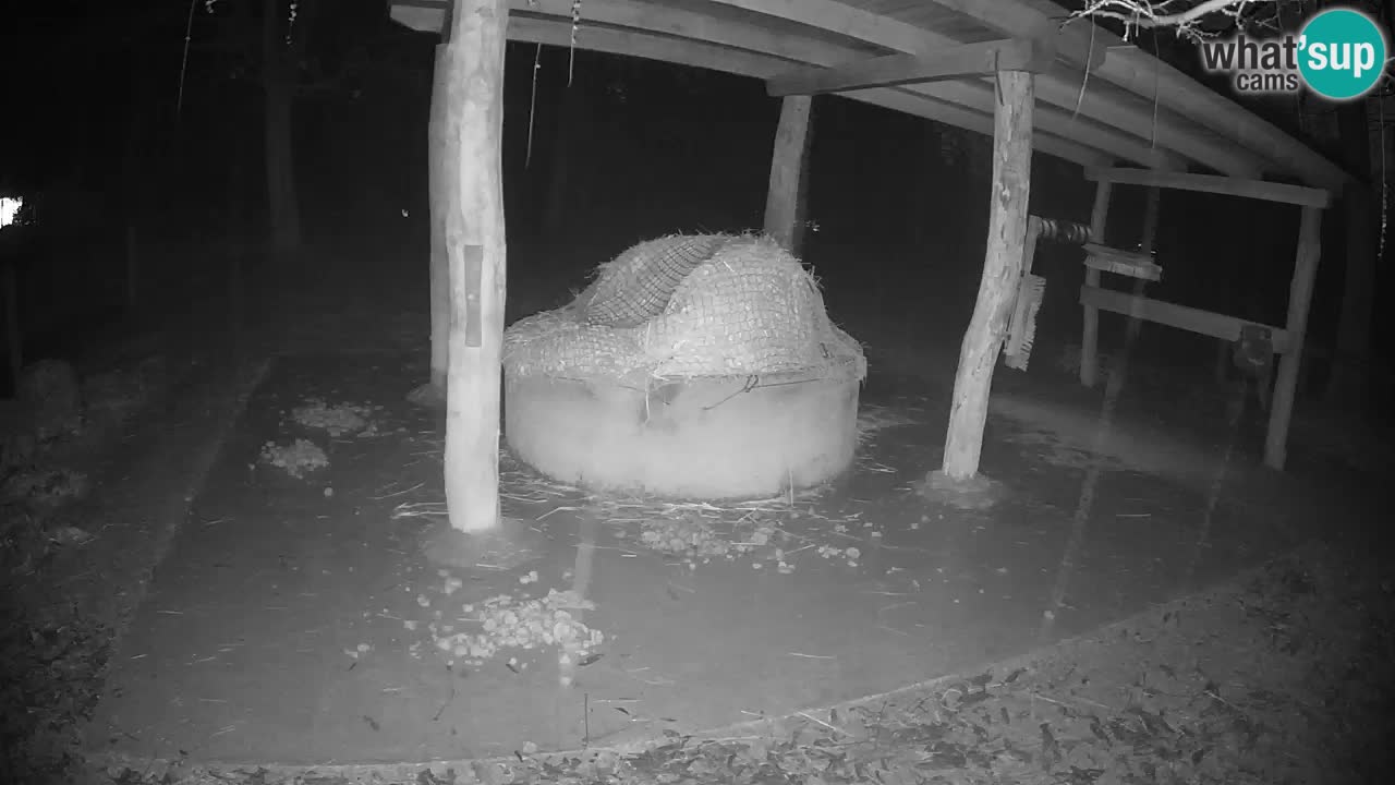 Live Webcam Zebras in Ljubljana ZOO – Slowenien