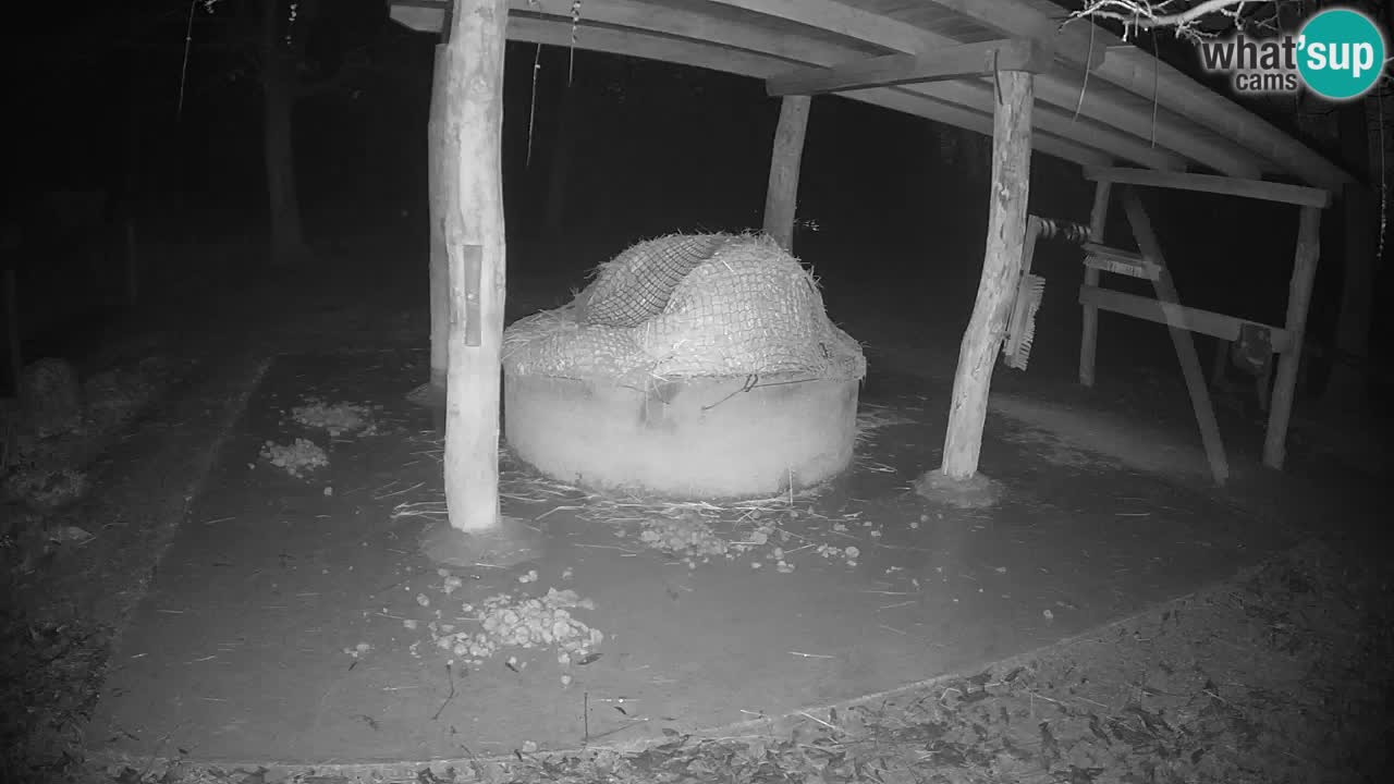 Camera en vivo Cebras in Ljubljana ZOO – Eslovenia