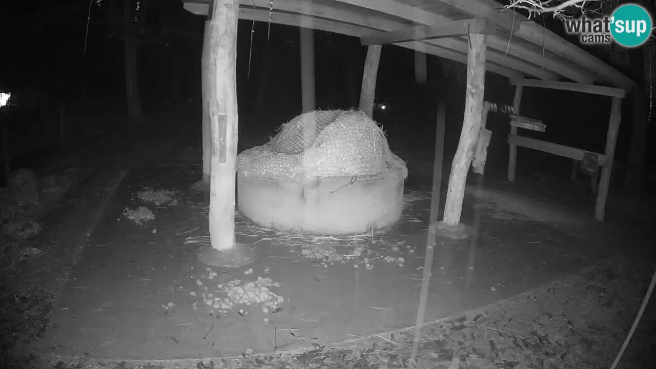 Live webcam Zebras in Ljubljana ZOO – Slovenia