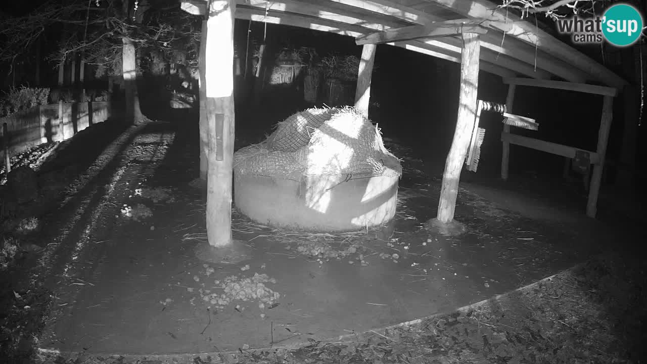 Live webcam Zebras in Ljubljana ZOO – Slovenia