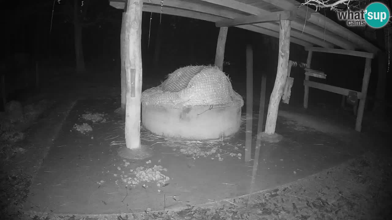 Web kamera uživo Zebras u ZOO Ljubljana – Slovenija