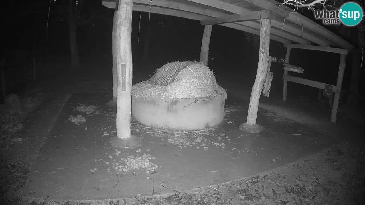 Camera en vivo Cebras in Ljubljana ZOO – Eslovenia