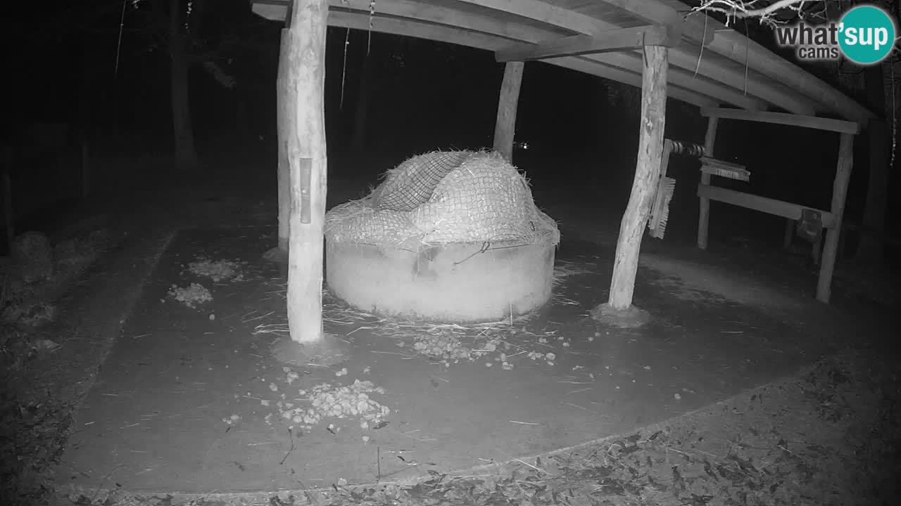 Live webcam Les zèbres in Ljubljana ZOO – Slovénie