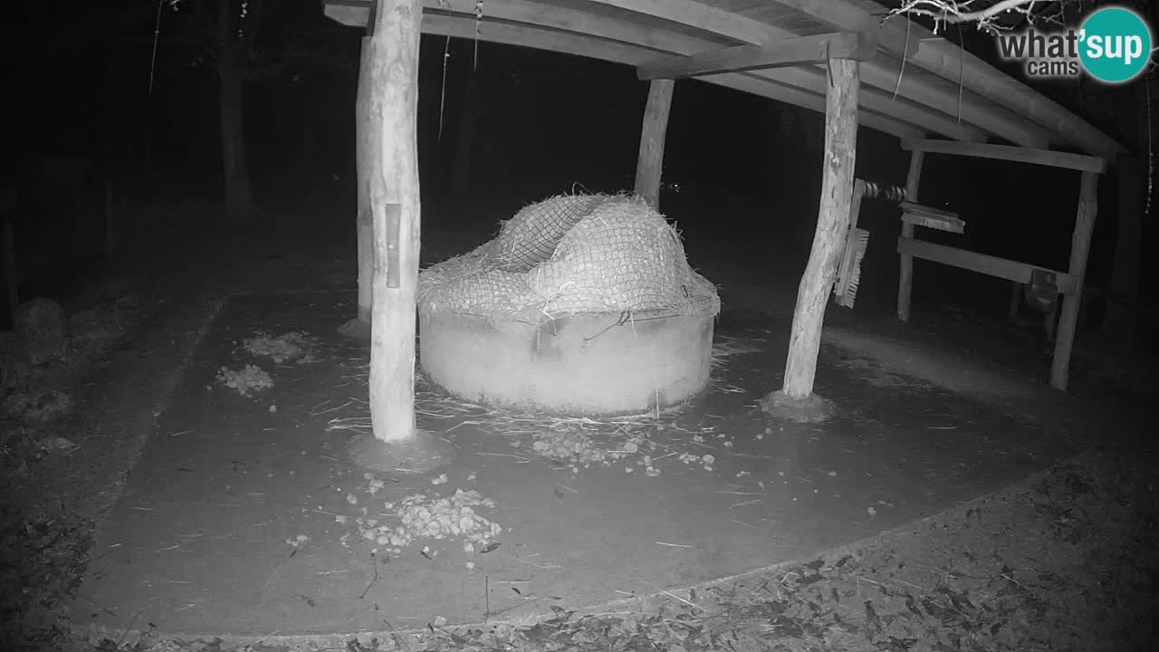 Camera en vivo Cebras in Ljubljana ZOO – Eslovenia