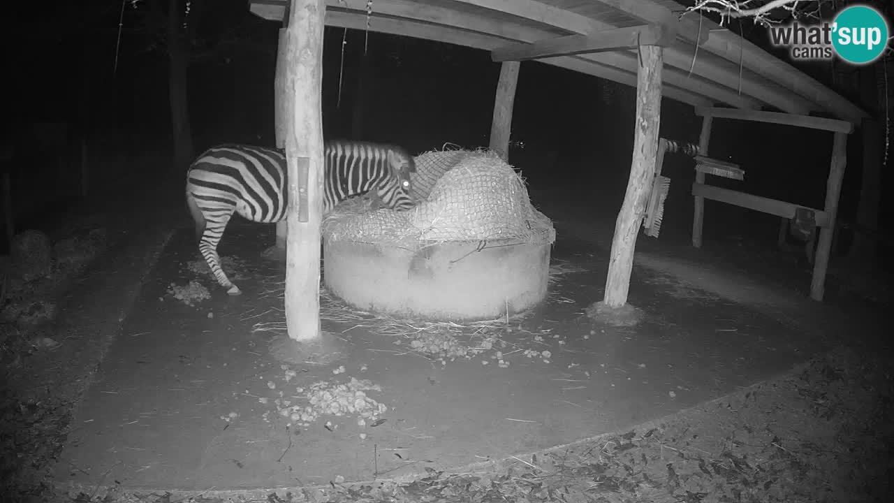 Live webcam Zebras in Ljubljana ZOO – Slovenia