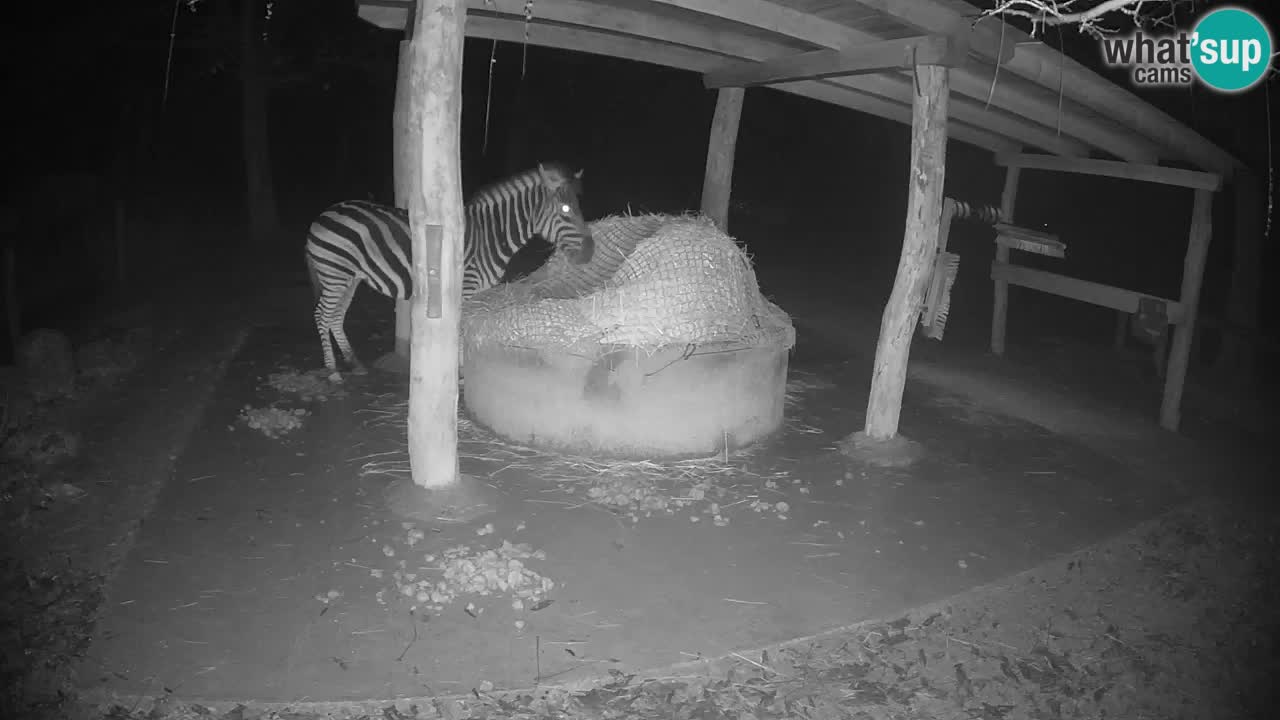 Live Webcam Zebras in Ljubljana ZOO – Slowenien