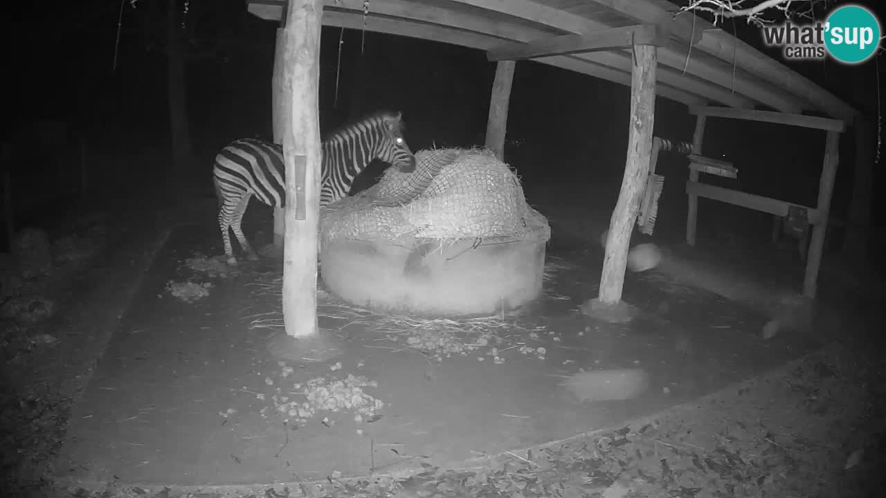 Web kamera uživo Zebras u ZOO Ljubljana – Slovenija