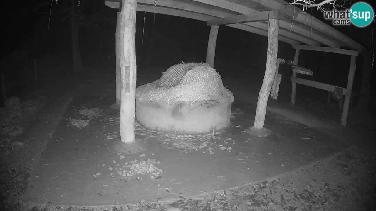 Le Zebre nello ZOO di Ljubljana – Slovenia Live webcam