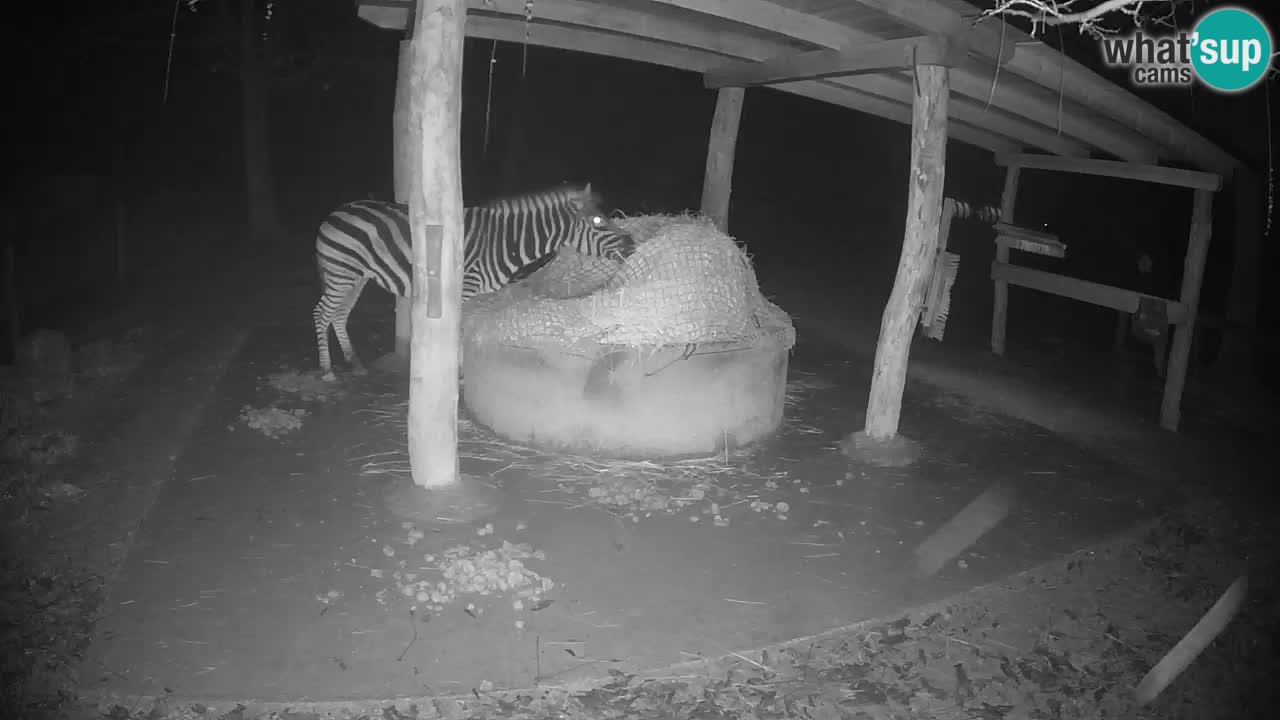 Web kamera uživo Zebras u ZOO Ljubljana – Slovenija