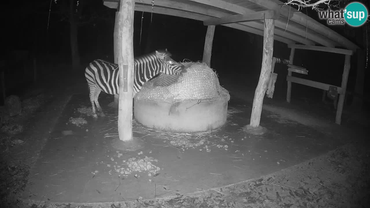 Zebre v živo v živalskem vrtu Ljubljana ZOO spletne kamere